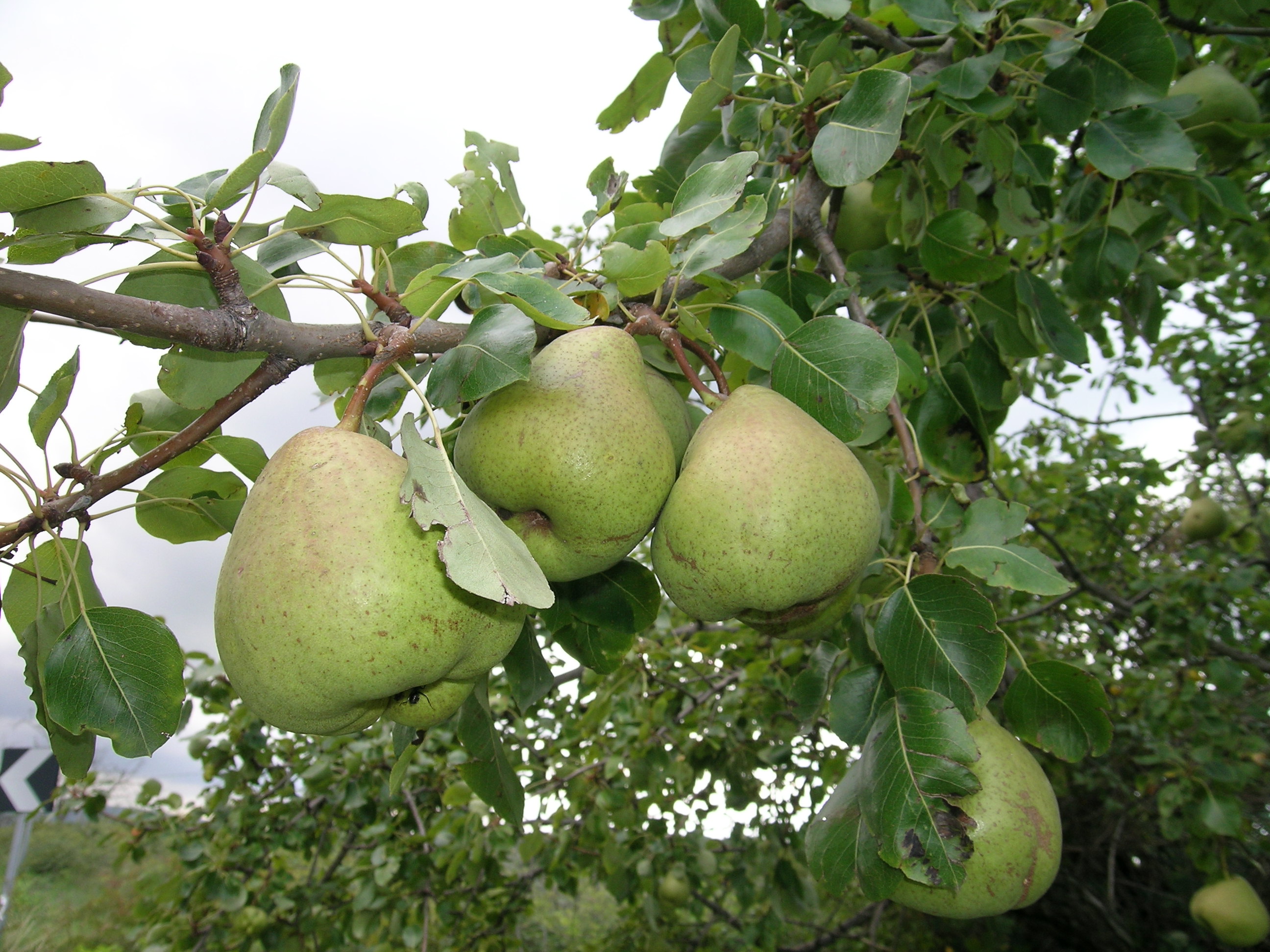 PYRUS COMMUNIS SPINA